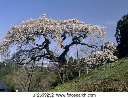 Cherry Blossoms at Sotoono, Hitachi, Ibaraki, Japan View Large Photo Image Stock Image - Cherry Blossoms at Sotoono, Hitachi, Ibaraki, Japan. Fotosearch