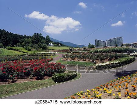Ibaraki Flower Park, Ishioka, Ibaraki, Japan View Large Photo Image Stock Photography - Ibaraki Flower Park, Ishioka, Ibaraki, Japan. Fotosearch