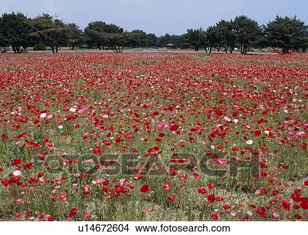 Iceland Poppy, Hitachinaka, Ibaraki, Japan View Large Photo Image Picture - Iceland Poppy, Hitachinaka, Ibaraki, Japan. Fotosearch