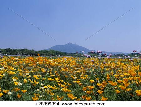 Picture - Iceland Poppy, Shimotsuma, Ibaraki, Japan. Fotosearch