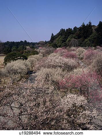Kairaku-en, Mito, Ibaraki, Japan View Large Photo Image Picture - Kairaku-en, Mito, Ibaraki, Japan. Fotosearch