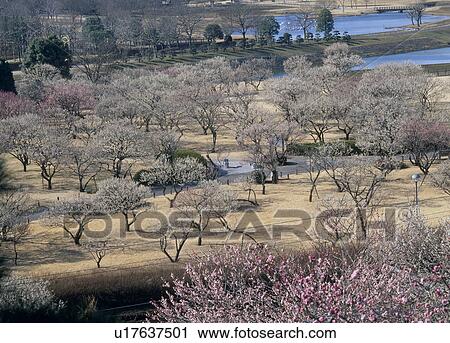 Kairaku-en, Mito, Ibaraki, Japan View Large Photo Image Stock Image - Kairaku-en, Mito, Ibaraki, Japan. Fotosearch