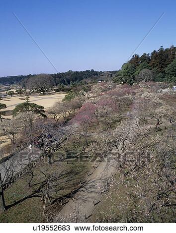 Kairaku-en, Mito, Ibaraki, Japan View Large Photo Image Stock Image - Kairaku-en, Mito, Ibaraki, Japan. Fotosearch