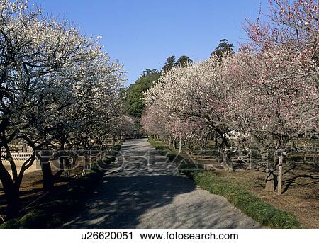 Stock Image - Kairaku-en, Mito, Ibaraki, Japan. Fotosearch