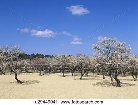 Kairaku-en, Mito, Ibaraki, Japan View Large Photo Image Stock Image - Kairaku-en, Mito, Ibaraki, Japan. Fotosearch