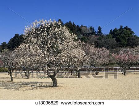 Stock Photo - Kairaku-en, Mito, Ibaraki, Japan. Fotosearch