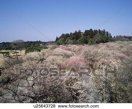 Kairaku-en, Mito, Ibaraki, Japan View Large Photo Image Stock Photo - Kairaku-en, Mito, Ibaraki, Japan. Fotosearch