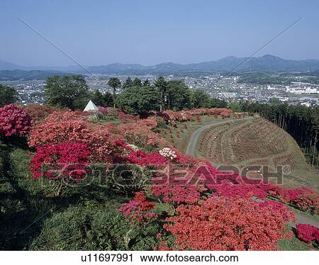 Kasama Tsutsuji Park, Kasama, Ibaraki, Japan View Large Photo Image Stock Image - Kasama Tsutsuji Park, Kasama, Ibaraki, Japan. Fotosearch