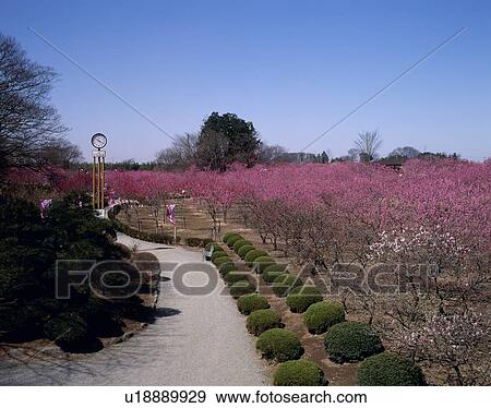 Stock Photo - Koga Park, Koga, Ibaraki, Japan. Fotosearch