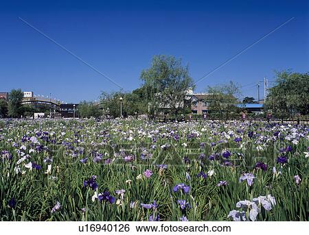 Stock Photograph - Maekawa Iris Garden, Itako, Ibaraki, Japan. Fotosearch
