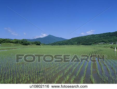 Paddy Field, Ishioka, Ibaraki, Japan View Large Photo Image Stock Photograph - Paddy Field, Ishioka, Ibaraki, Japan. Fotosearch
