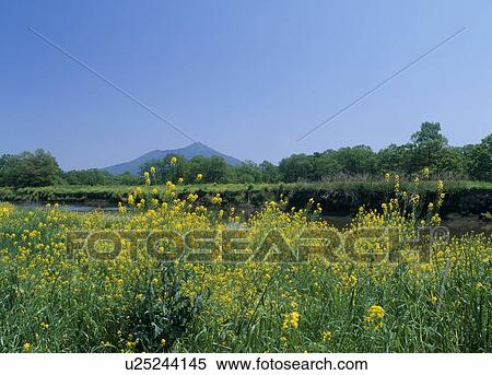 Rape Blossoms, Shimotsuma, Ibaraki, Japan View Large Photo Image Stock Photography - Rape Blossoms, Shimotsuma, Ibaraki, Japan. Fotosearch