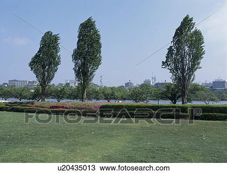 Senba Park, Mito, Ibaraki, Japan View Large Photo Image Stock Image - Senba Park, Mito, Ibaraki, Japan. Fotosearch