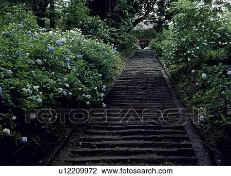 Stock Image - Stone Steps and Hydrangea, Sakuragawa, Ibaraki, Japan. Fotosearch