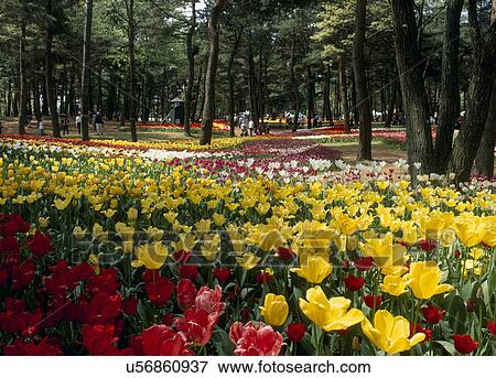 Tulip, Hitachinaka, Ibaraki, Japan View Large Photo Image Stock Photo - Tulip, Hitachinaka, Ibaraki, Japan. Fotosearch