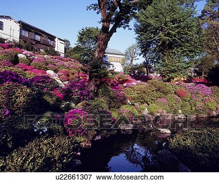 Azalea at Nezu Shrine, Bunkyo, Tokyo, Japan View Large Photo Image Stock Photo - Azalea at Nezu Shrine, Bunkyo, Tokyo, Japan. Fotosearch