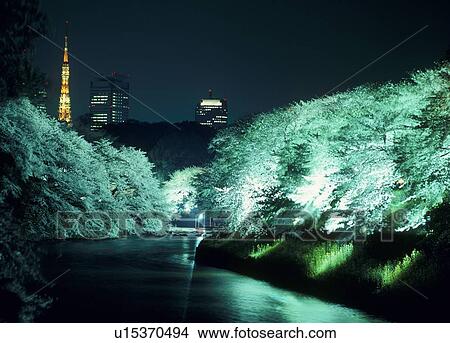 Picture - Cherry Blossoms at Chidorigafuchi, Chiyoda, Tokyo, Japan. Fotosearch