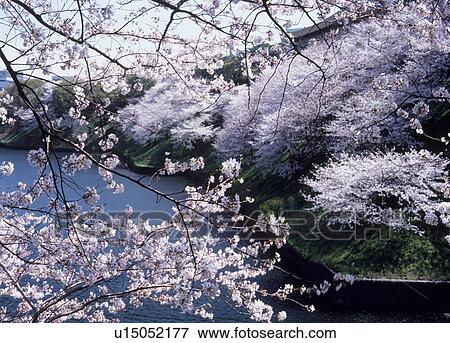 Stock Photo - Cherry Blossoms at Chidorigafuchi, Chiyoda, Tokyo, Japan. Fotosearch