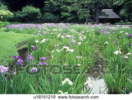 Stock Photo - Iris at Koishikawa Korakuen Garden, Bunkyo, Tokyo, Japan. Fotosearch