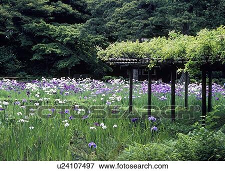 Stock Photo - Iris at Koishikawa Korakuen Garden, Bunkyo, Tokyo, Japan. Fotosearch
