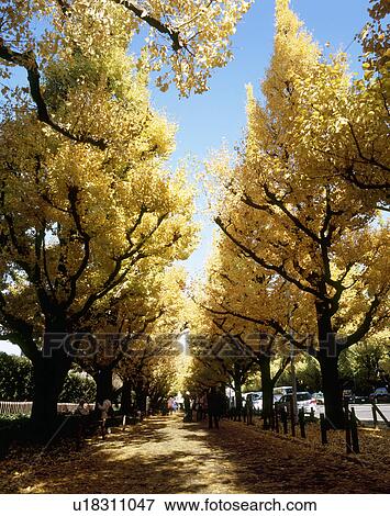 Stock Photo - Meiji Jingu Gaien, Minato, Tokyo, Japan. Fotosearch