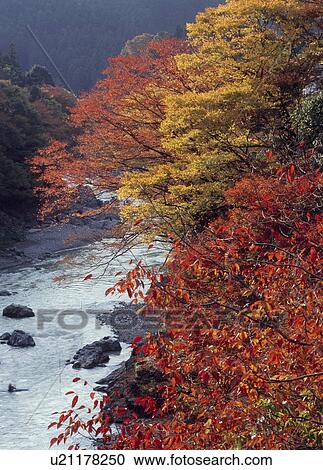 Mitake Gorge, Ome, Tokyo, Japan View Large Photo Image Stock Image - Mitake Gorge, Ome, Tokyo, Japan. Fotosearch
