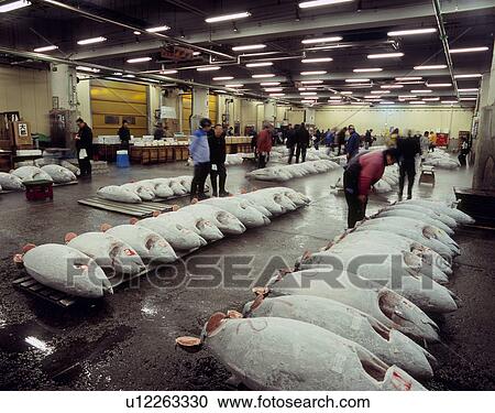 Tsukiji Fish Market, Chuo, Tokyo, Japan View Large Photo Image Stock Image - Tsukiji Fish Market, Chuo, Tokyo, Japan. Fotosearch
