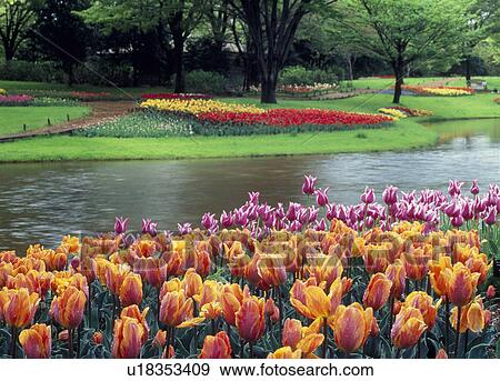 Tulip at Showa Kinen Park, Tachikawa, Tokyo, Japan View Large Photo Image Stock Photo - Tulip at Showa Kinen Park, Tachikawa, Tokyo, Japan. Fotosearch