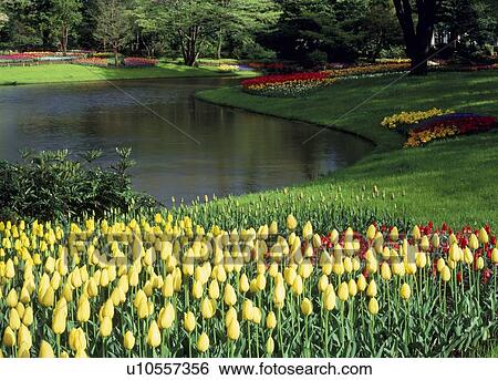 Tulip at Showa Kinen Park, Tachikawa, Tokyo, Japan View Large Photo Image Stock Photograph - Tulip at Showa Kinen Park, Tachikawa, Tokyo, Japan. Fotosearch
