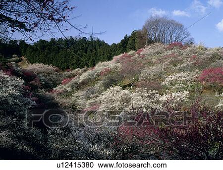Yoshino Baigo Park, Ome, Tokyo, Japan View Large Photo Image Stock Image - Yoshino Baigo Park, Ome, Tokyo, Japan. Fotosearch