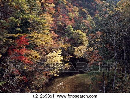 Autumn Leaves at Kawaue River, Takayama, Gifu, Japan View Large Photo Image Stock Image - Autumn Leaves at Kawaue River, Takayama, Gifu, Japan. Fotosearch