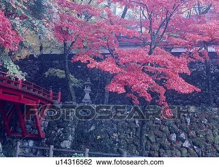 Autumn Leaves at Yokokuraji Temple, Ibigawa, Gifu, Japan View Large Photo Image Stock Image - Autumn Leaves at Yokokuraji Temple, Ibigawa, Gifu, Japan. Fotosearch