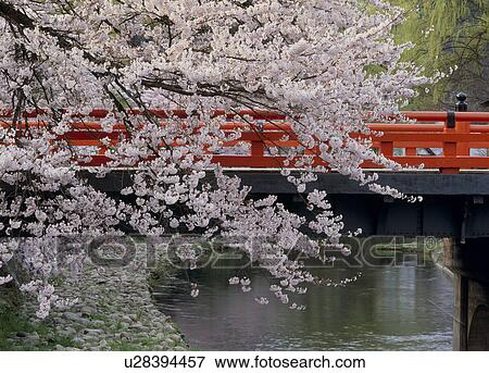 Stock Photo - Cherry Blossoms and Naka Bridge, Takayama, Gifu, Japan. Fotosearch