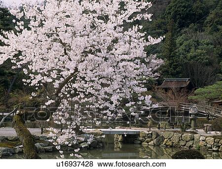 Cherry Blossoms at Eihoji Temple, Tajimi, Gifu, Japan View Large Photo Image Stock Photo - Cherry Blossoms at Eihoji Temple, Tajimi, Gifu, Japan. Fotosearch