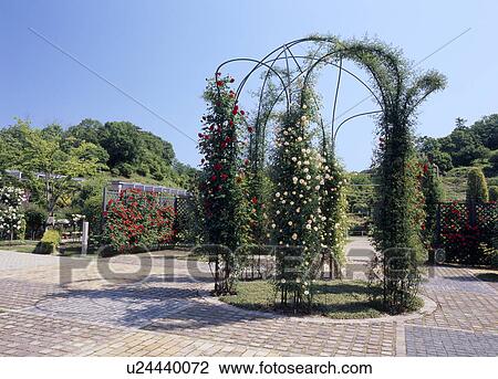 Flower Festival Commemorative Park, Kani, Gifu, Japan View Large Photo Image Stock Image - Flower Festival Commemorative Park, Kani, Gifu, Japan. Fotosearch