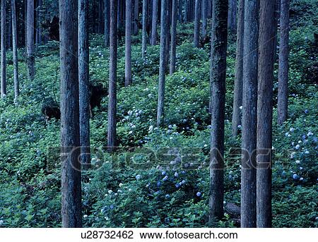Forest, Seki, Gifu, Japan View Large Photo Image Stock Image - Forest, Seki, Gifu, Japan. Fotosearch