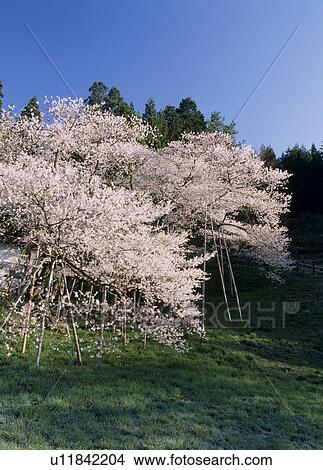 Picture - Garyu-sakura, Takayama, Gifu, Japan. Fotosearch