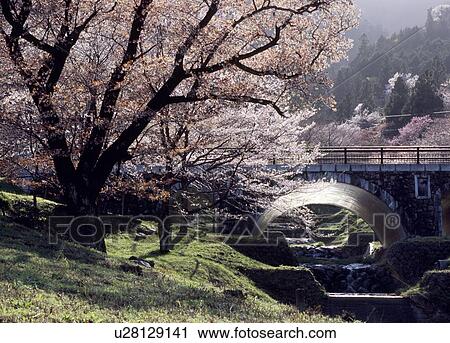 Kamagatani Cherry Blossoms, Ikeda, Gifu, Japan View Large Photo Image Stock Image - Kamagatani Cherry Blossoms, Ikeda, Gifu, Japan. Fotosearch