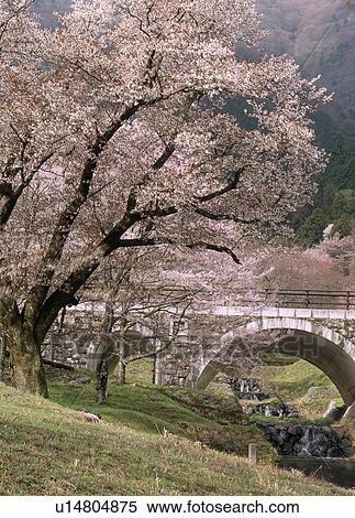 Stock Photography - Kamagatani Cherry Blossoms, Ikeda, Gifu, Japan. Fotosearch