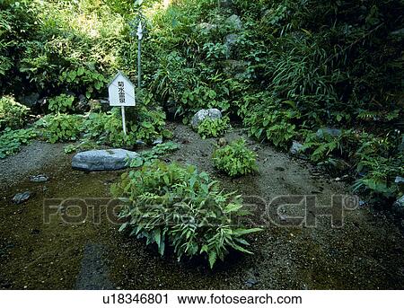 Stock Image - Kikusui Reisen, Yoro, Gifu, Japan. Fotosearch