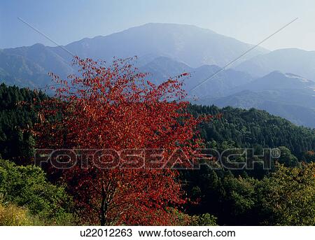 Mount Ena, Nakatsugawa, Gifu, Japan View Large Photo Image Stock Image - Mount Ena, Nakatsugawa, Gifu, Japan. Fotosearch