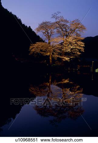 Stock Image - Nawashiro-zakura, Gero, Gifu, Japan. Fotosearch
