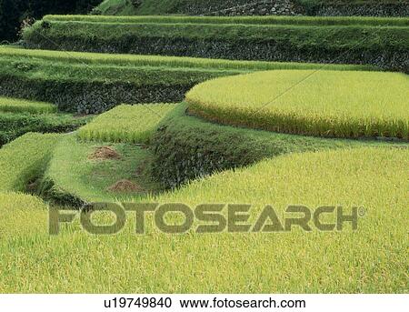 Sakaori Terraced Rice Paddies, Ena, Gifu, Japan View Large Photo Image Stock Image - Sakaori Terraced Rice Paddies, Ena, Gifu, Japan. Fotosearch