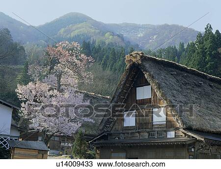 Shirakawago, Shirakawa, Gifu, Japan View Large Photo Image Stock Image - Shirakawago, Shirakawa, Gifu, Japan. Fotosearch