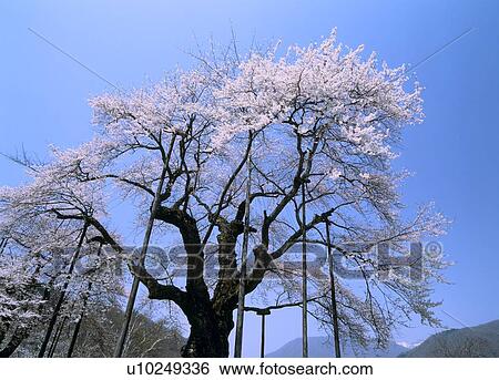 Shokawa-zakura, Takayama, Gifu, Japan View Large Photo Image Stock Photograph - Shokawa-zakura, Takayama, Gifu, Japan. Fotosearch
