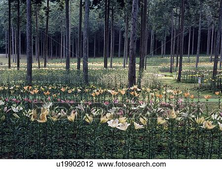 Tanigumi Lily Garden, Ibigawa, Gifu, Japan View Large Photo Image Stock Image - Tanigumi Lily Garden, Ibigawa, Gifu, Japan. Fotosearch