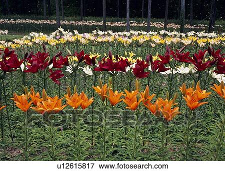Tanigumi Lily Garden, Ibigawa, Gifu, Japan View Large Photo Image Stock Photo - Tanigumi Lily Garden, Ibigawa, Gifu, Japan. Fotosearch