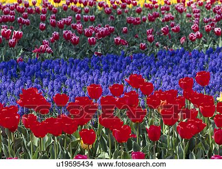 Picture - Tulip at Kiso Sansen Park, Kaizu, Gifu, Japan. Fotosearch