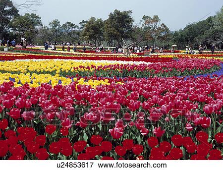 Stock Photo - Tulip at Kiso Sansen Park, Kaizu, Gifu, Japan. Fotosearch