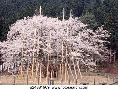 Stock Photo - Usuzumi-zakura, Motosu, Gifu, Japan. Fotosearch